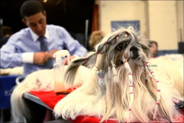   Westminster Kennel Club Dog Show (43 )