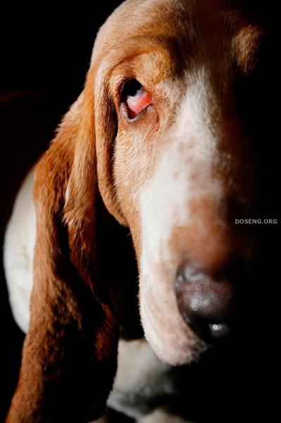   Westminster Kennel Club Dog Show (43 )