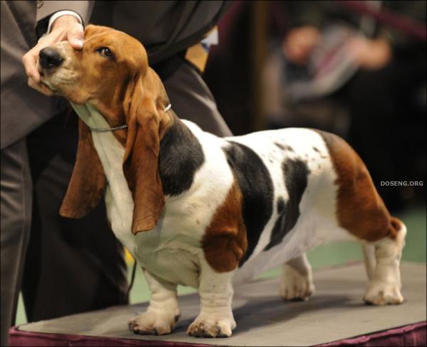   Westminster Kennel Club Dog Show (43 )