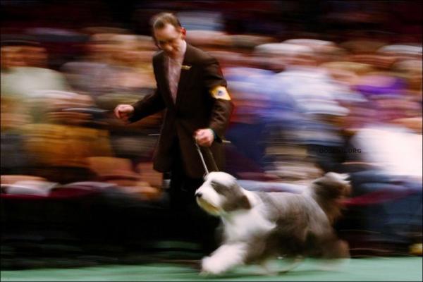   Westminster Kennel Club Dog Show (43 )