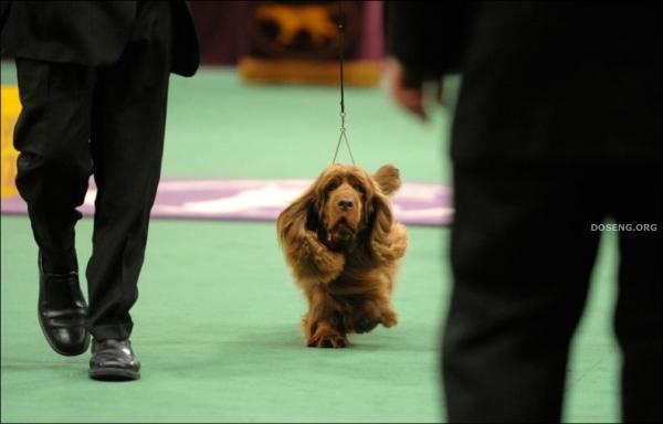   Westminster Kennel Club Dog Show (43 )