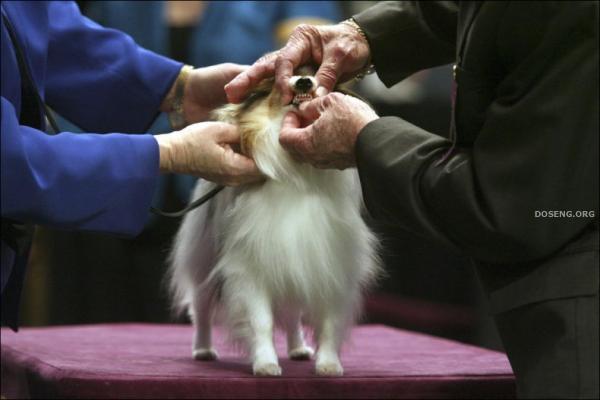   Westminster Kennel Club Dog Show (43 )