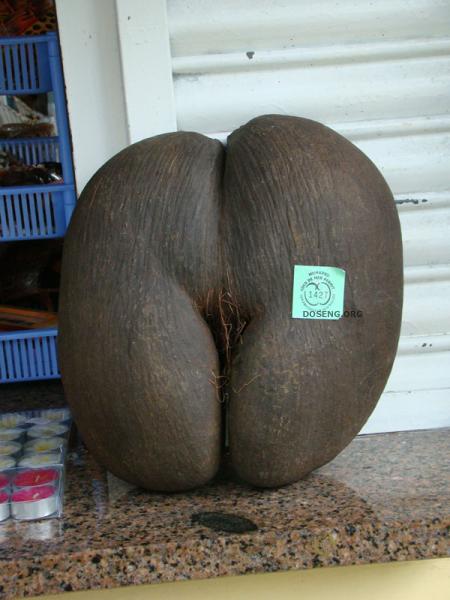 Морской кокос - Коко-де-мер (4 фото)