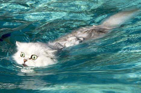 Кто сказал, что коты не умеют плавать? (16 фото)