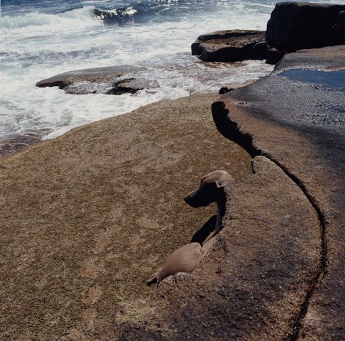 William Wegman    (20 )