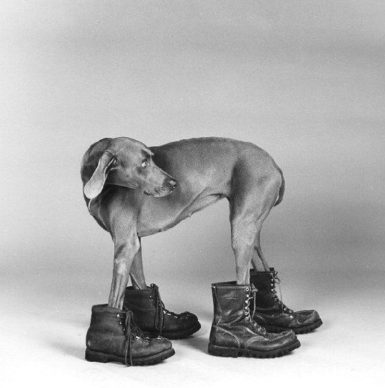 William Wegman    (20 )