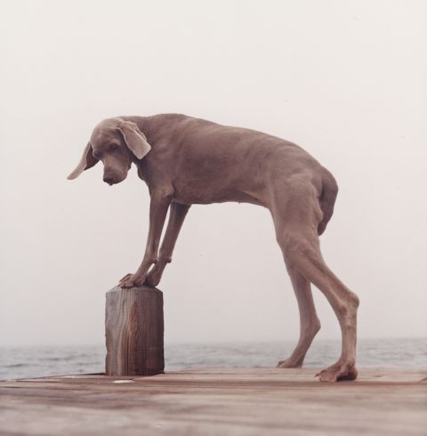 William Wegman    (20 )