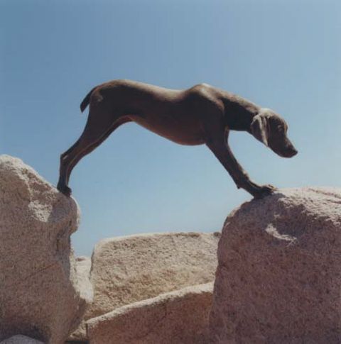 William Wegman    (20 )