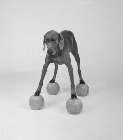 William Wegman    (20 )