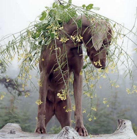 William Wegman    (20 )