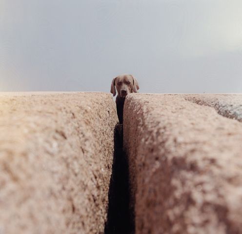 William Wegman    (20 )