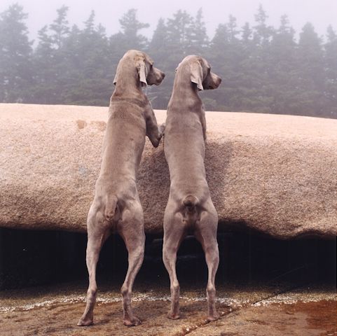 William Wegman    (20 )