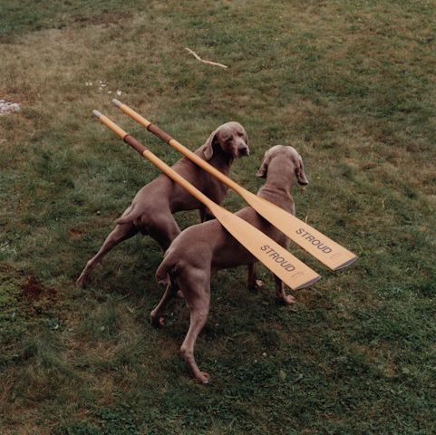 William Wegman    (20 )