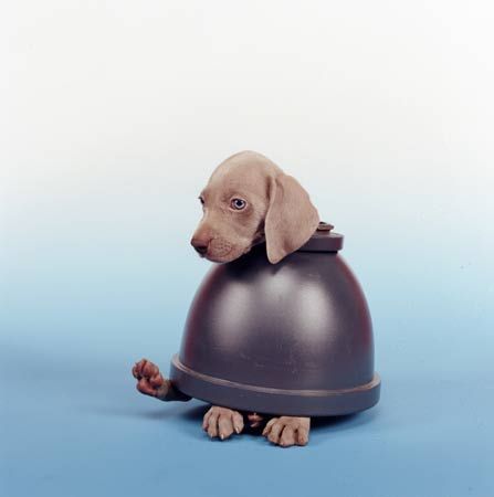 William Wegman    (20 )