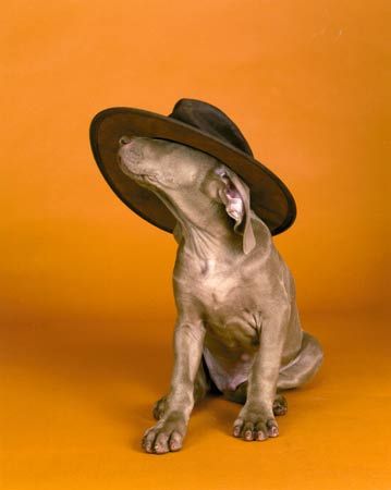 William Wegman    (20 )