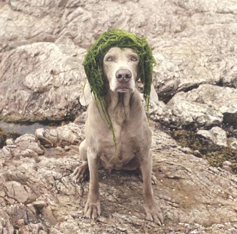 William Wegman    (20 )