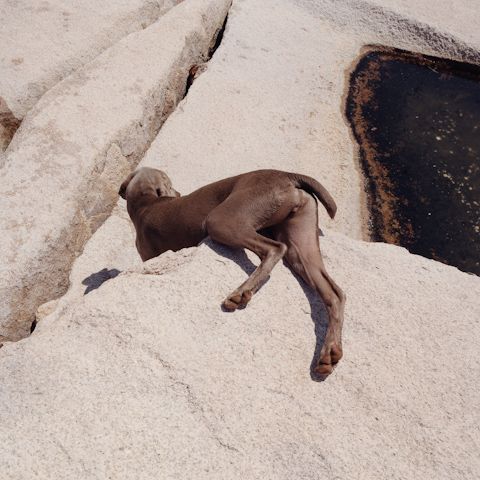 William Wegman    (20 )