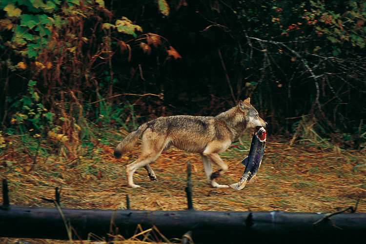 Living wolfs. Опасныеживотные в лиесу. Опасные животные в лесу. Опасные звери в лесу. Дом волка в лесу.