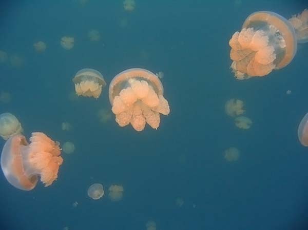 Озеро медуз (19 фото)