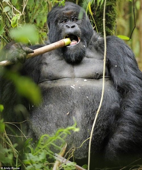 Пьяная горилла (6 фото)