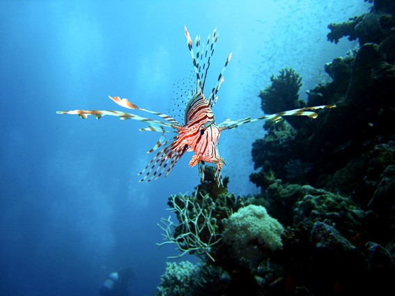 Красота подводного мира (14 фото)
