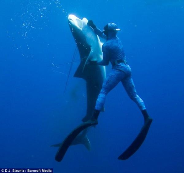 Танец с акулой (4 фото)