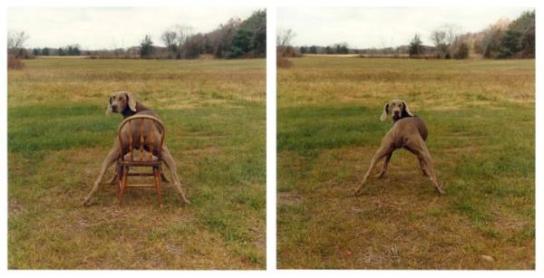 William Wegman    (20 )