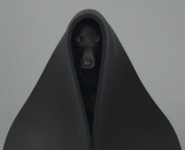 William Wegman    (20 )