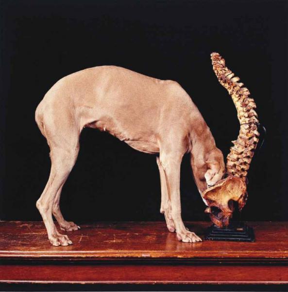 William Wegman    (20 )