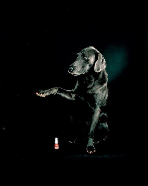 William Wegman    (20 )