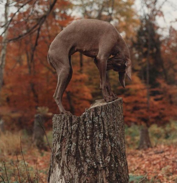 William Wegman    (20 )