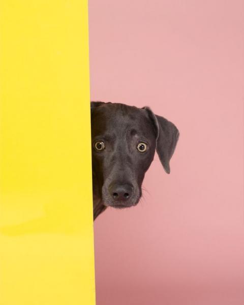 William Wegman    (20 )