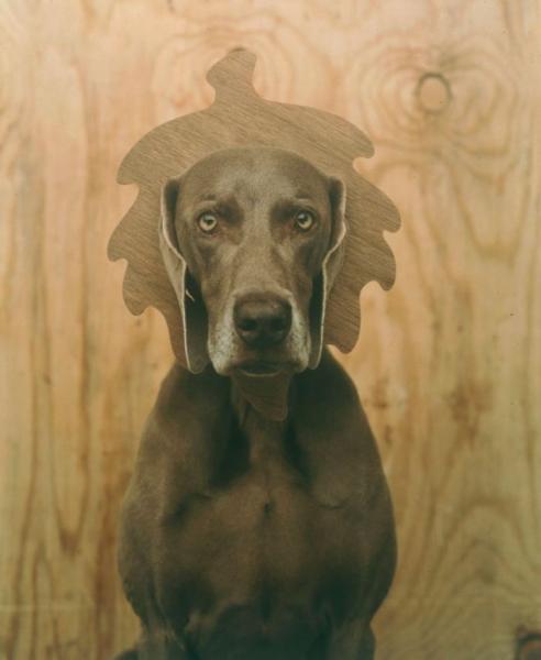 William Wegman    (20 )