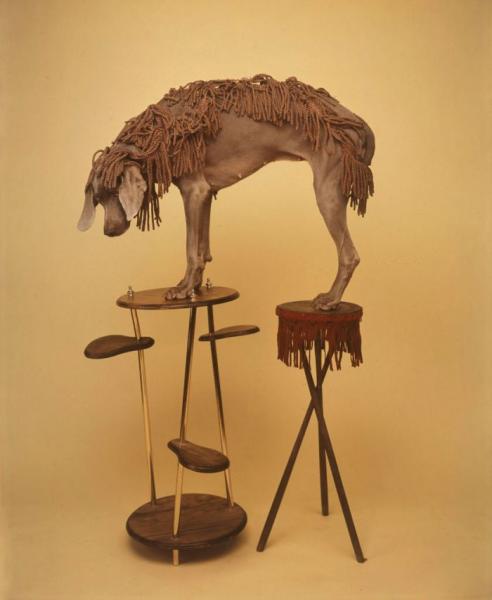 William Wegman    (20 )