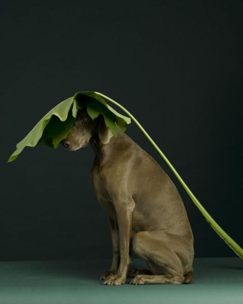 William Wegman    (20 )