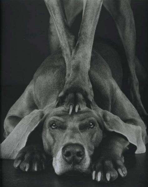 William Wegman    (20 )