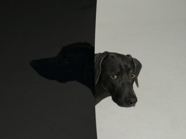 William Wegman    (20 )