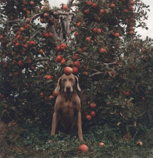 William Wegman    (20 )