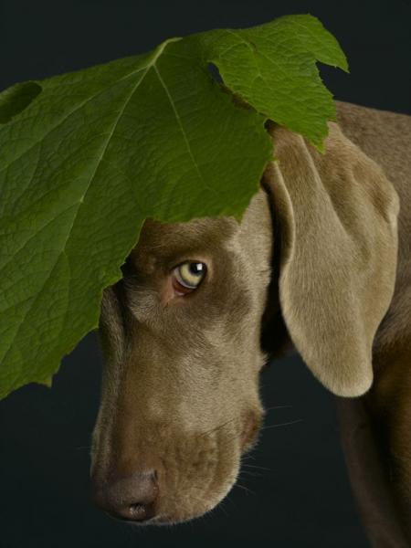 William Wegman    (20 )