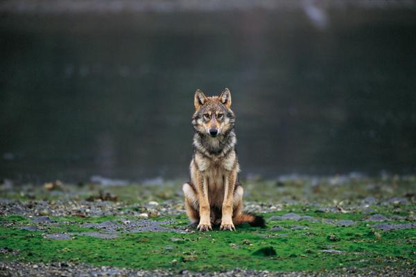 Дикие волки (10 фото)