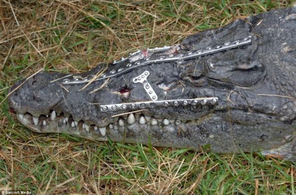 Спасение крокодила (4 фото)