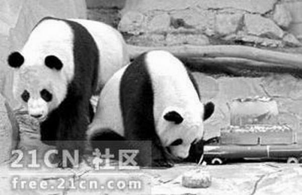 Панды учатся размножаться (6 фото)