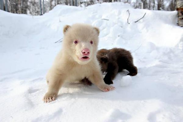 Необычные медвежата в заполярном Bardu (Норвегия) (14 фото)