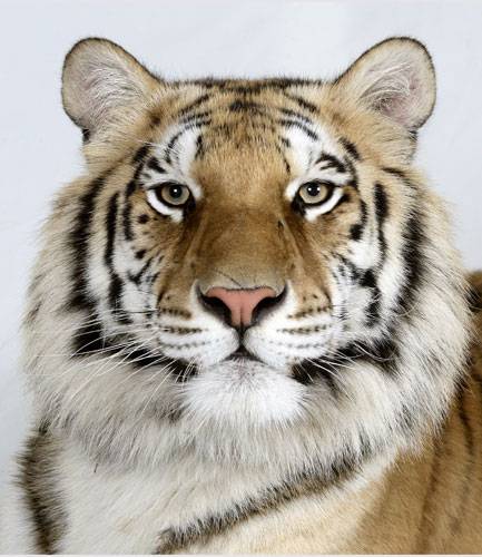 Портреты тигра (18 фото)