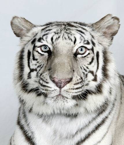 Портреты тигра (18 фото)