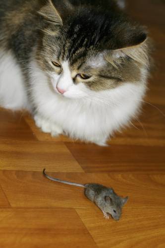 Кошки и мышки (33 фото)
