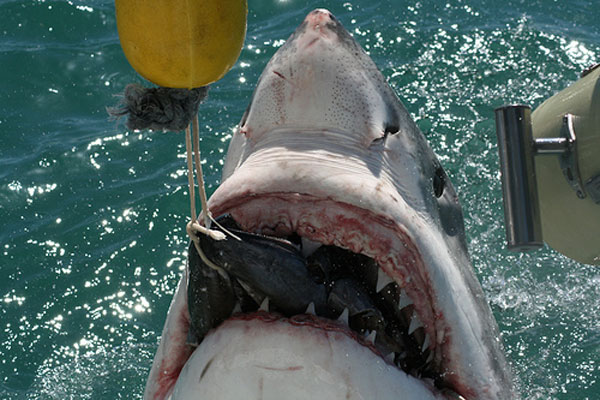 Охота на белую акулу (8 фото)