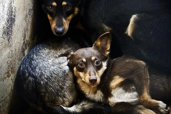 Приют для собак, под Киевом (9 Фото)
