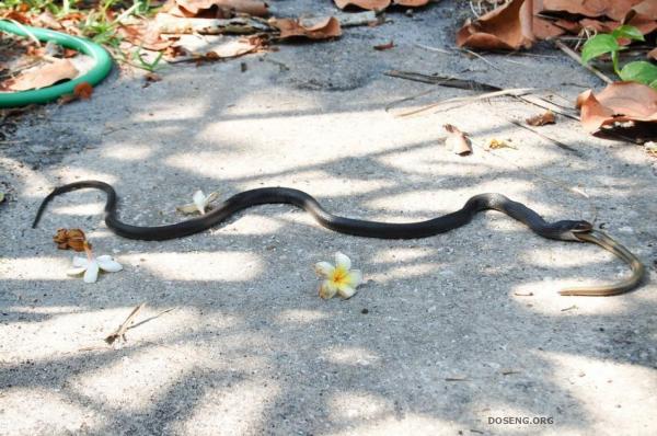 Змея поедает змею (11 фото)