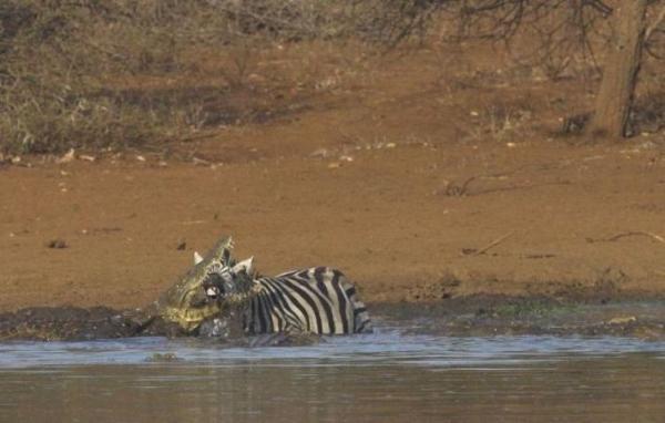 Нападение крокодила на зебру (10 фото)